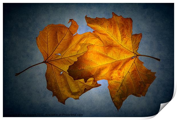 Autumn Leaves on Blue Print by Ann Garrett