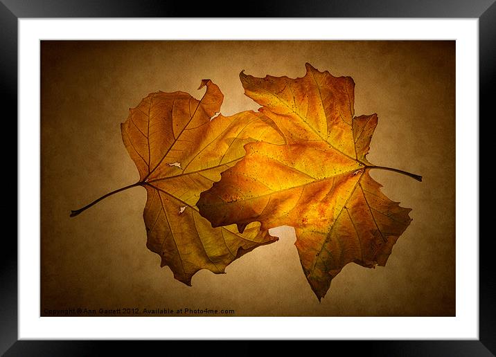 Autumn Leaves on Gold Framed Mounted Print by Ann Garrett