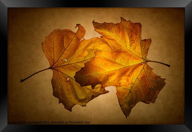 Autumn Leaves on Gold Framed Print by Ann Garrett