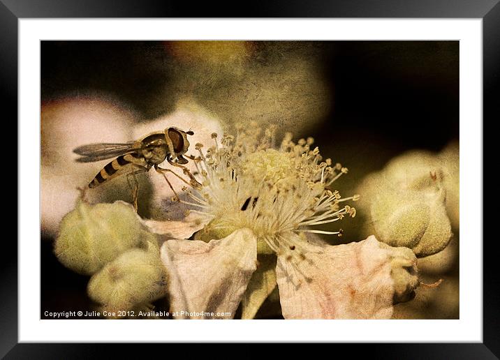 Hover Blossom Framed Mounted Print by Julie Coe