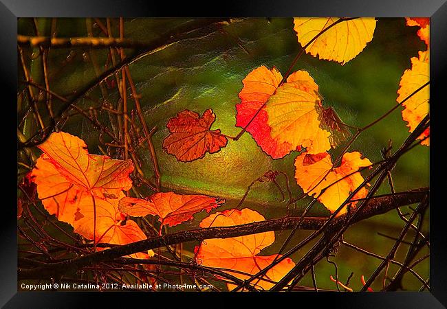 Autumn Leaves at Sunset Framed Print by Nik Catalina