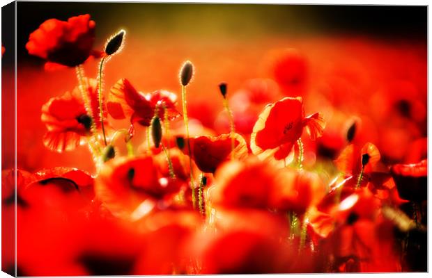 dreaming of poppies Canvas Print by meirion matthias