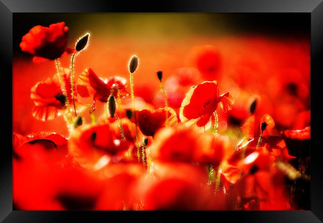 dreaming of poppies Framed Print by meirion matthias