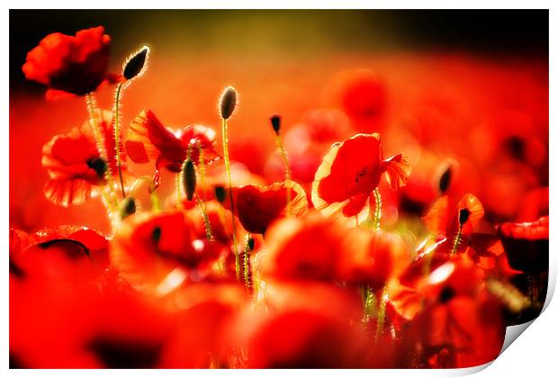 dreaming of poppies Print by meirion matthias