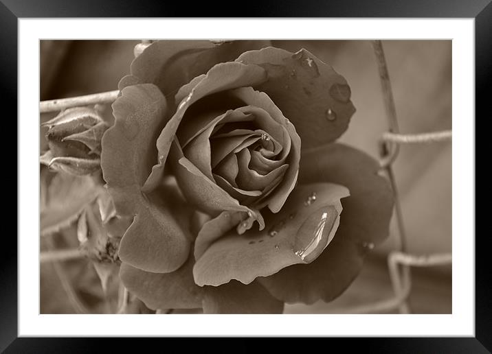 Drop from a Rose Framed Mounted Print by Shelly Bennett