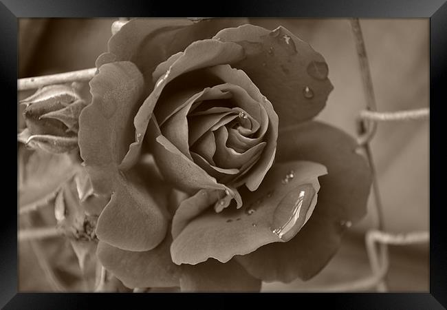 Drop from a Rose Framed Print by Shelly Bennett