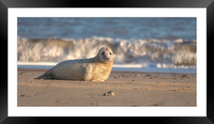 Seal Pup Framed Mounted Print by Simon Wrigglesworth