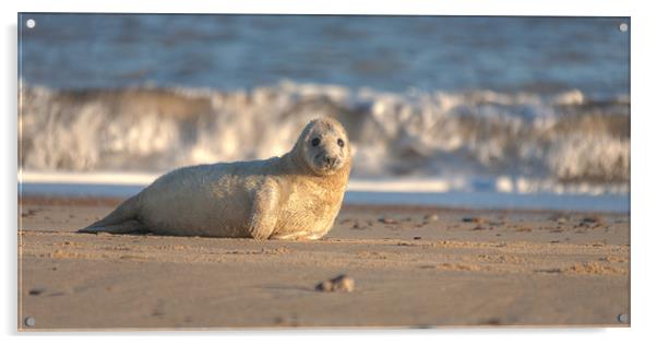 Seal Pup Acrylic by Simon Wrigglesworth