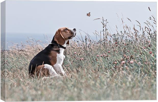 The Beagle Canvas Print by David Saunders