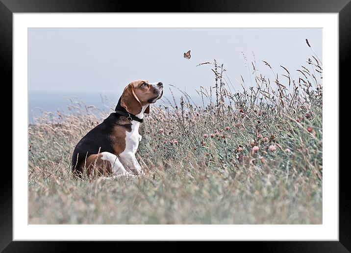 The Beagle Framed Mounted Print by David Saunders