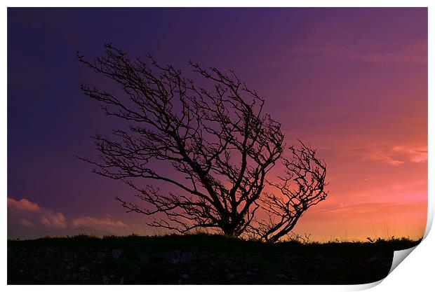 Tree Print by barbara walsh