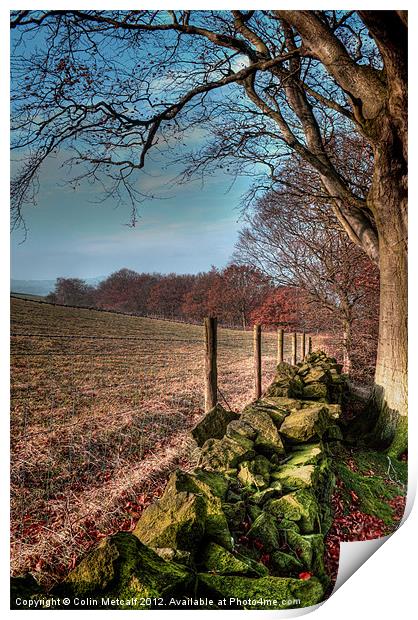 Chevin Dry Stone Wall #2 Print by Colin Metcalf