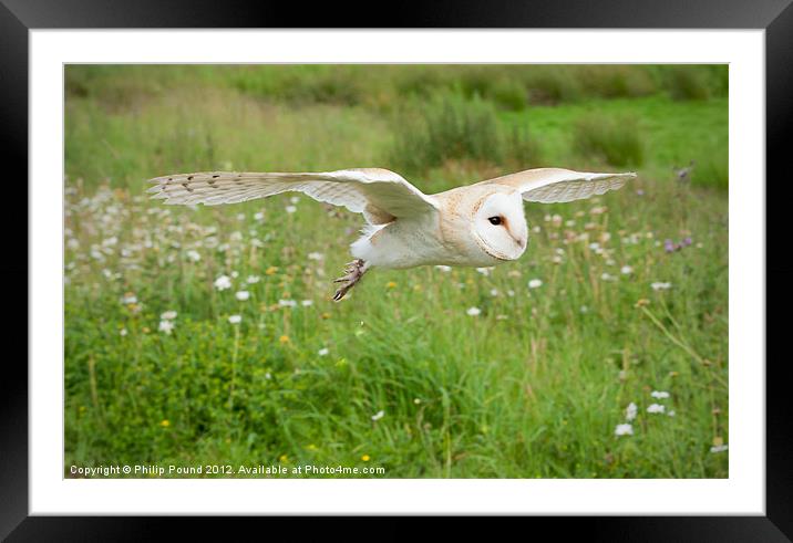 Barn Owl in Flight Framed Mounted Print by Philip Pound