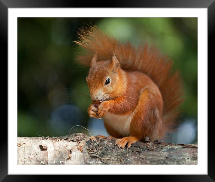 Red Squirrel Eating A Nut Framed Mounted Print by Philip Pound
