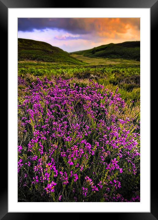 lucky heather Framed Mounted Print by meirion matthias