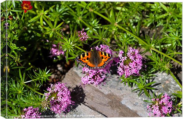 Small Tortoiseshell Butterfly Canvas Print by Louise Heusinkveld