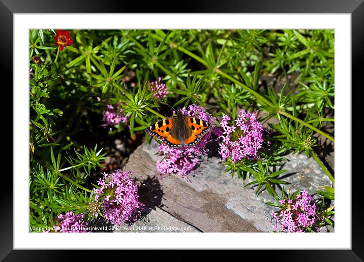 Small Tortoiseshell Butterfly Framed Mounted Print by Louise Heusinkveld