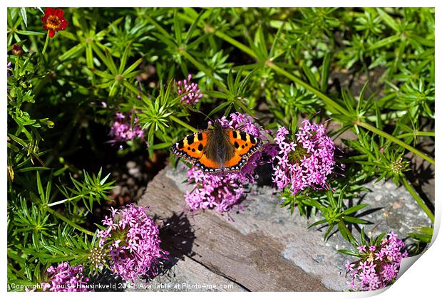 Small Tortoiseshell Butterfly Print by Louise Heusinkveld