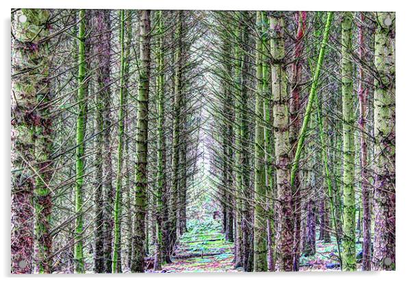 Forest Symmetry Acrylic by Gavin Wilson