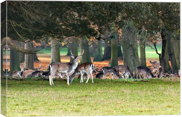 Fallow deer at Holkham Hall Canvas Print by Stephen Mole