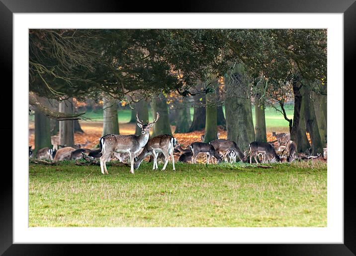 Fallow deer at Holkham Hall Framed Mounted Print by Stephen Mole