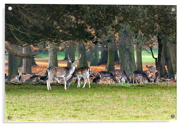 Fallow deer at Holkham Hall Acrylic by Stephen Mole