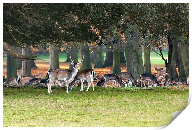 Fallow deer at Holkham Hall Print by Stephen Mole