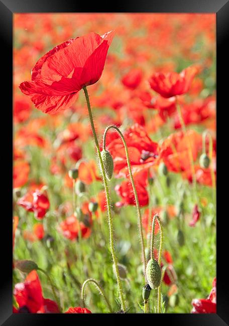 Poppies Framed Print by Tracey Whitefoot