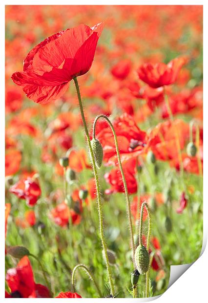 Poppies Print by Tracey Whitefoot