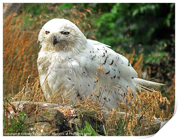 Snowy Owl Print by Anthony Hedger