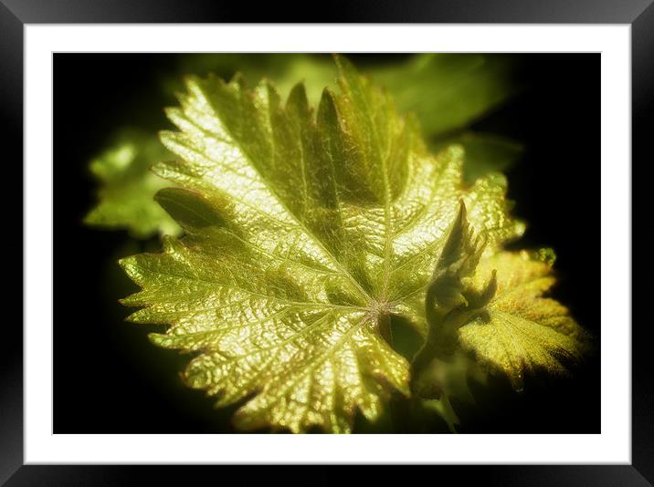 Grape Leaves Framed Mounted Print by Mary Lane
