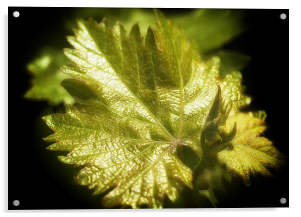 Grape Leaves Acrylic by Mary Lane