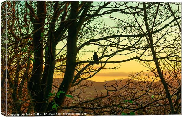 Bird in Tree at Dusk Canvas Print by Tylie Duff Photo Art