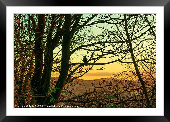Bird in Tree at Dusk Framed Mounted Print by Tylie Duff Photo Art