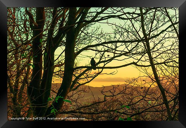Bird in Tree at Dusk Framed Print by Tylie Duff Photo Art