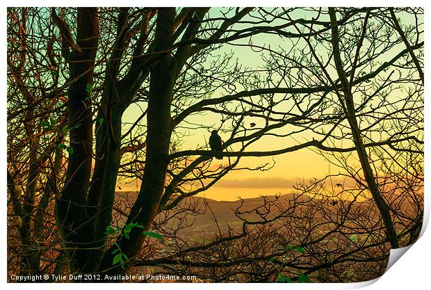 Bird in Tree at Dusk Print by Tylie Duff Photo Art