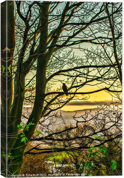 Bird in Tree at Dusk (2) Canvas Print by Tylie Duff Photo Art