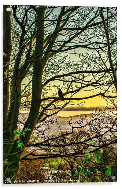 Bird in Tree at Dusk (2) Acrylic by Tylie Duff Photo Art