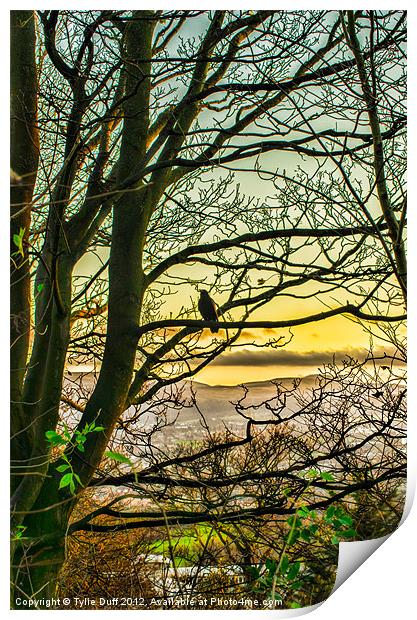 Bird in Tree at Dusk (2) Print by Tylie Duff Photo Art