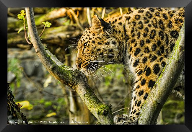 Leopard at Edinburgh Zoo Framed Print by Tylie Duff Photo Art