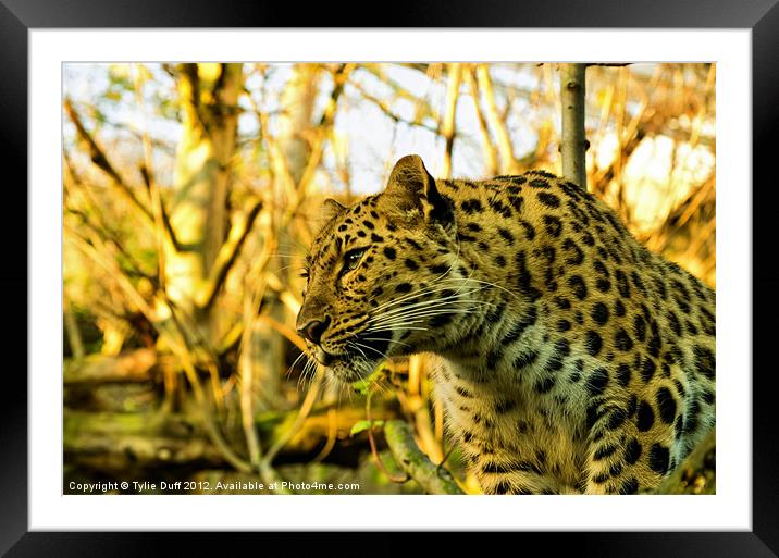 Leopard at Edinburgh Zoo (2) Framed Mounted Print by Tylie Duff Photo Art