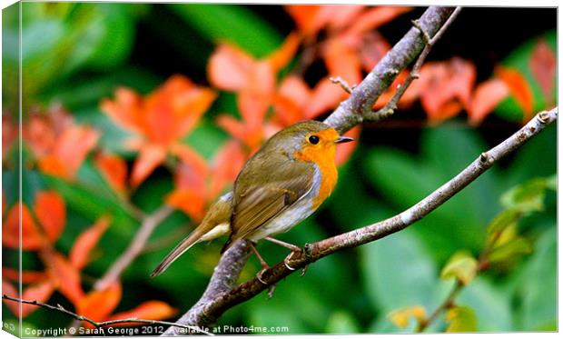 Robin on a Branch Canvas Print by Sarah George