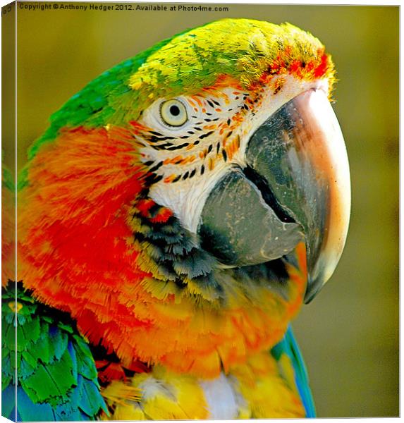 The Macaw Canvas Print by Anthony Hedger