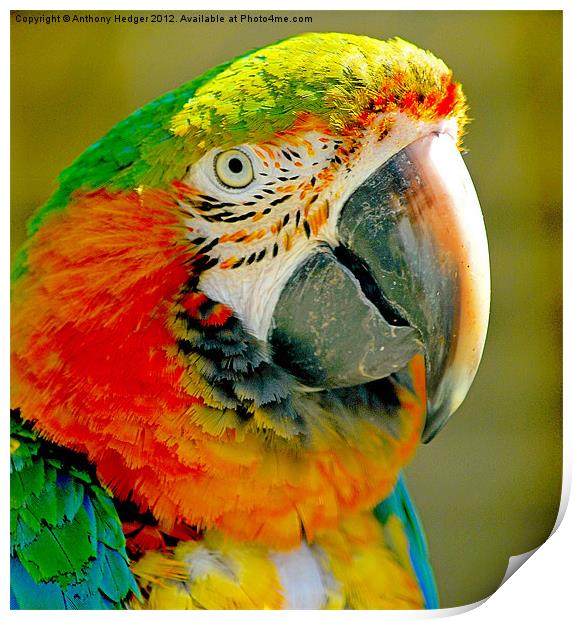 The Macaw Print by Anthony Hedger