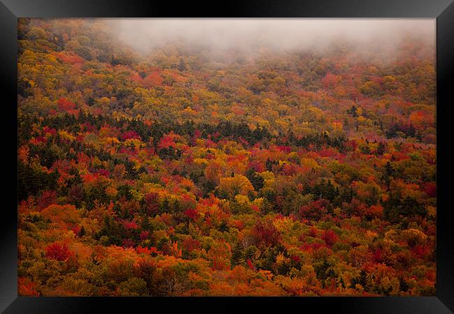 Fall colors in  New Hampshire Framed Print by Thomas Schaeffer