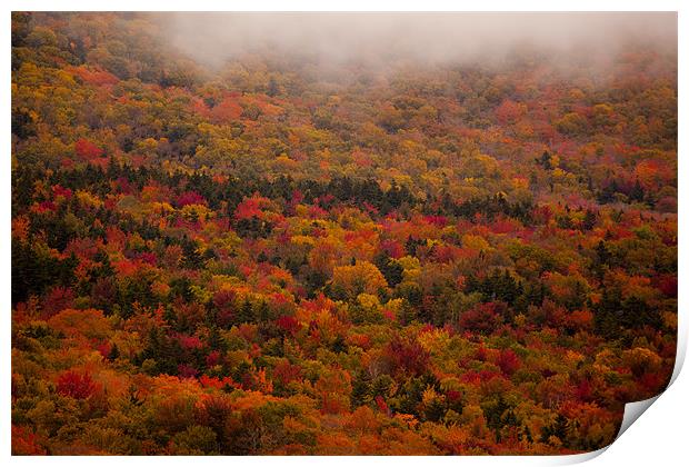 Fall colors in  New Hampshire Print by Thomas Schaeffer