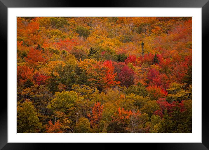 Fall colors in  New Hampshire Framed Mounted Print by Thomas Schaeffer
