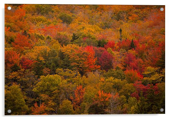 Fall colors in  New Hampshire Acrylic by Thomas Schaeffer