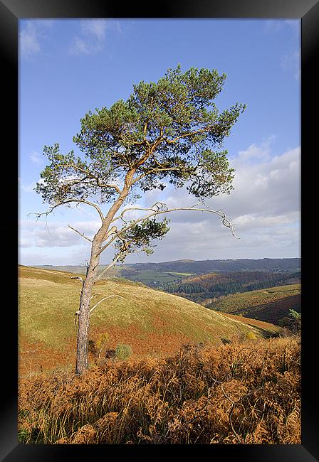 Scots pine  Framed Print by Thomas Dobner