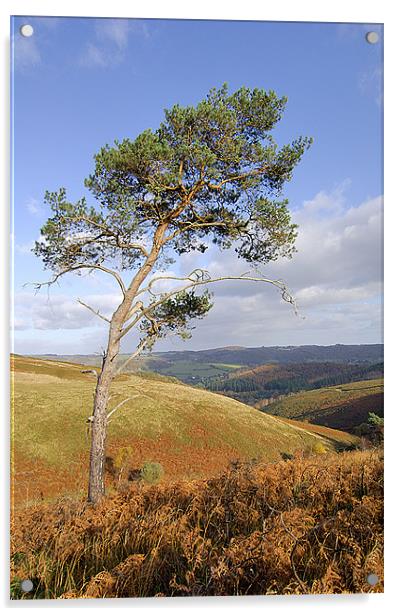 Scots pine  Acrylic by Thomas Dobner